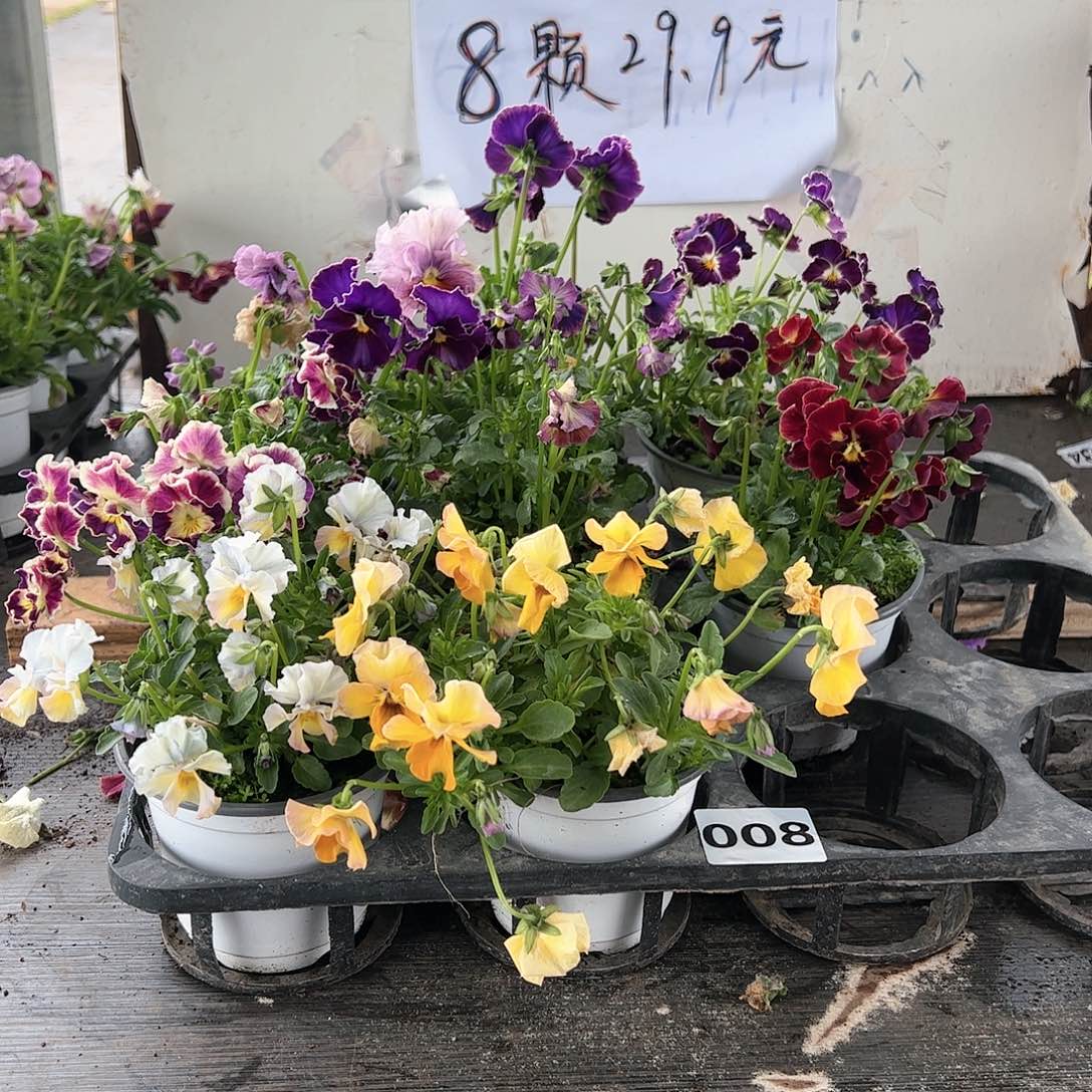 【闪购商品】008号