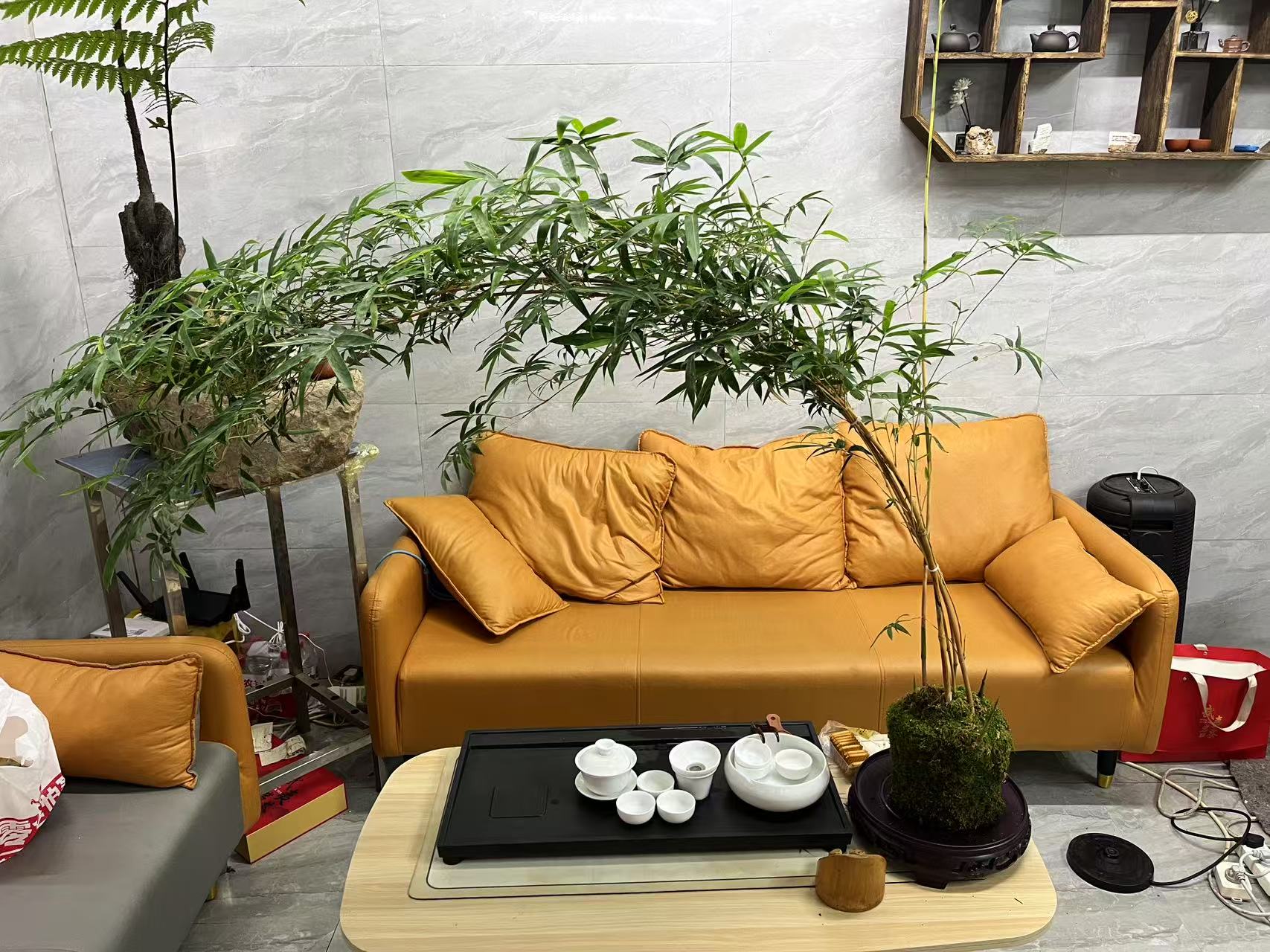 红观音竹室内观赏绿植高飘枝意境水培苔藓球盆栽