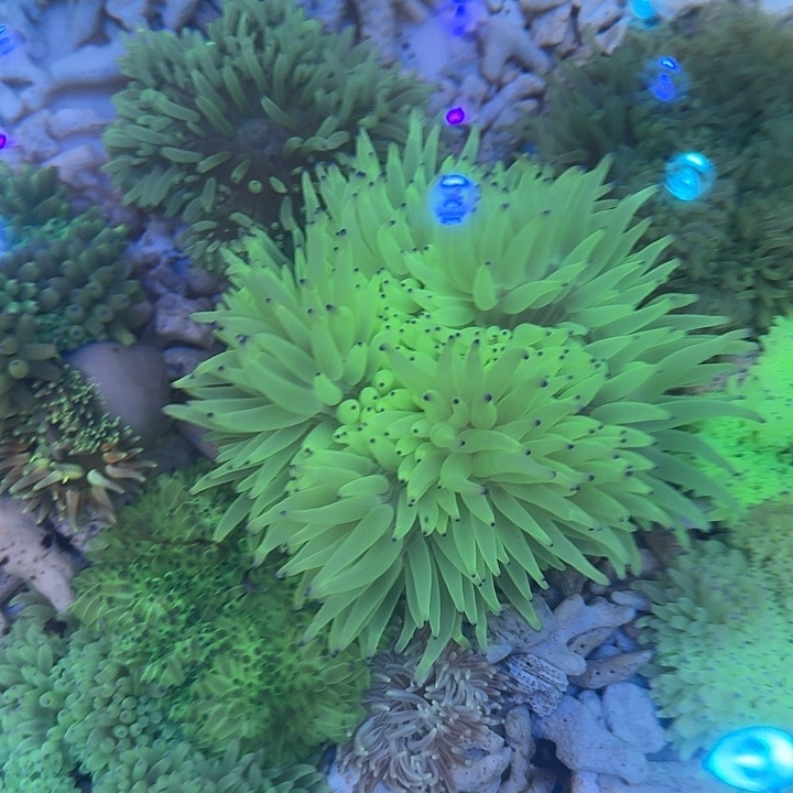 奶嘴海葵紫点白17cm左右 