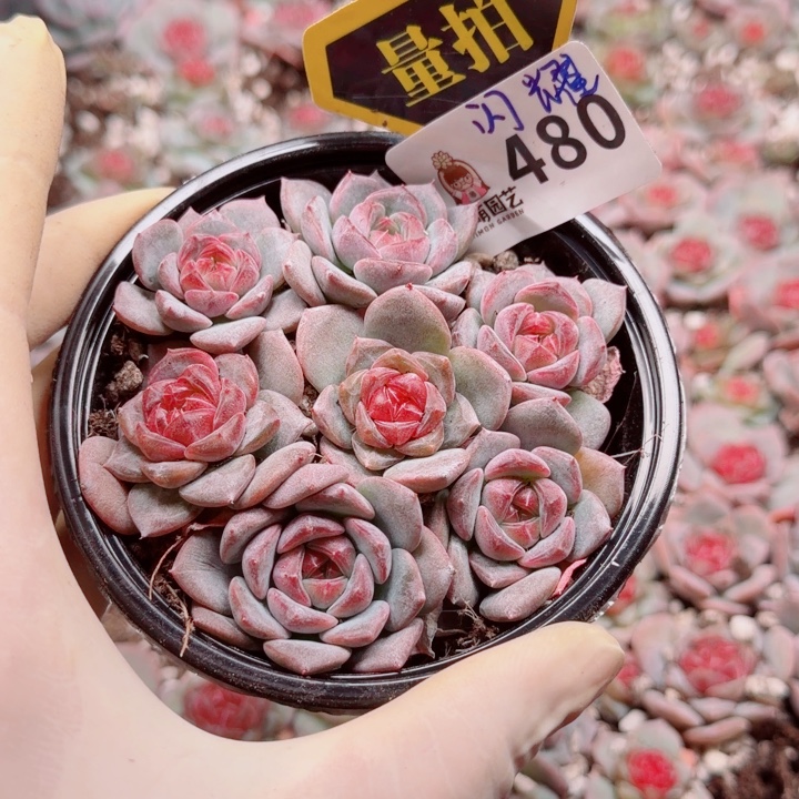 多肉植物多肉植物