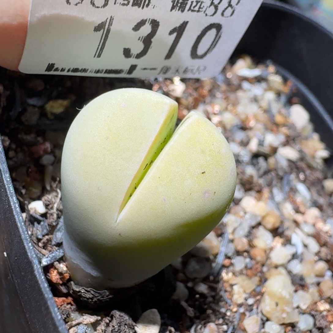 高品质生石花清清1310