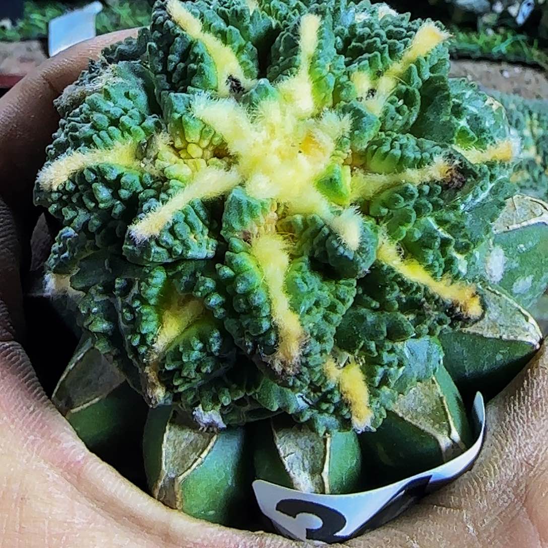 龟甲341xian r佛书