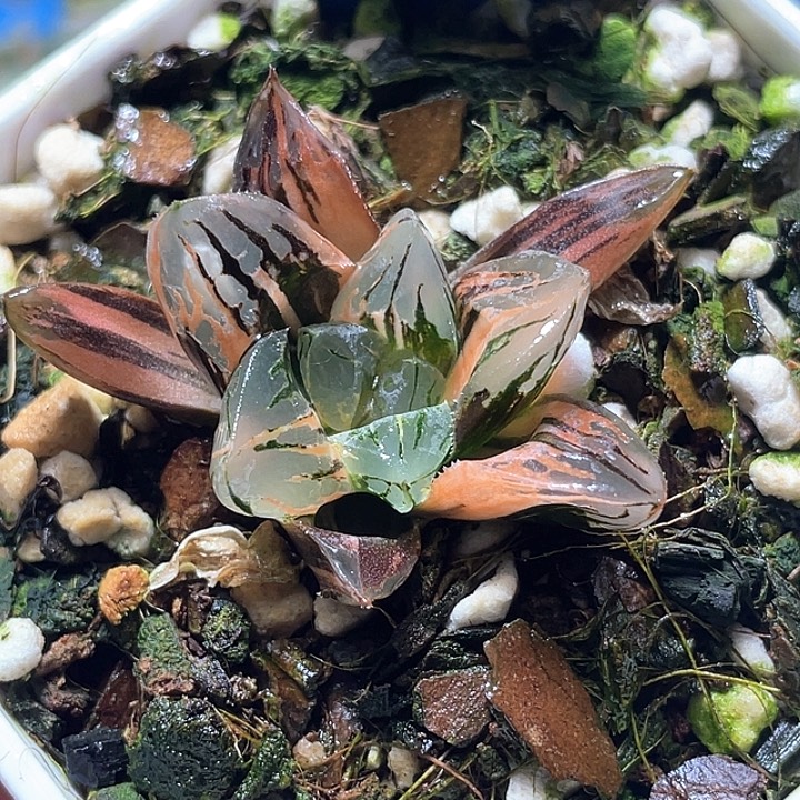 558花水晶锦特选福利