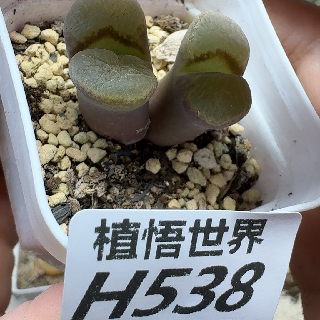 多肉植物的人生ghjm