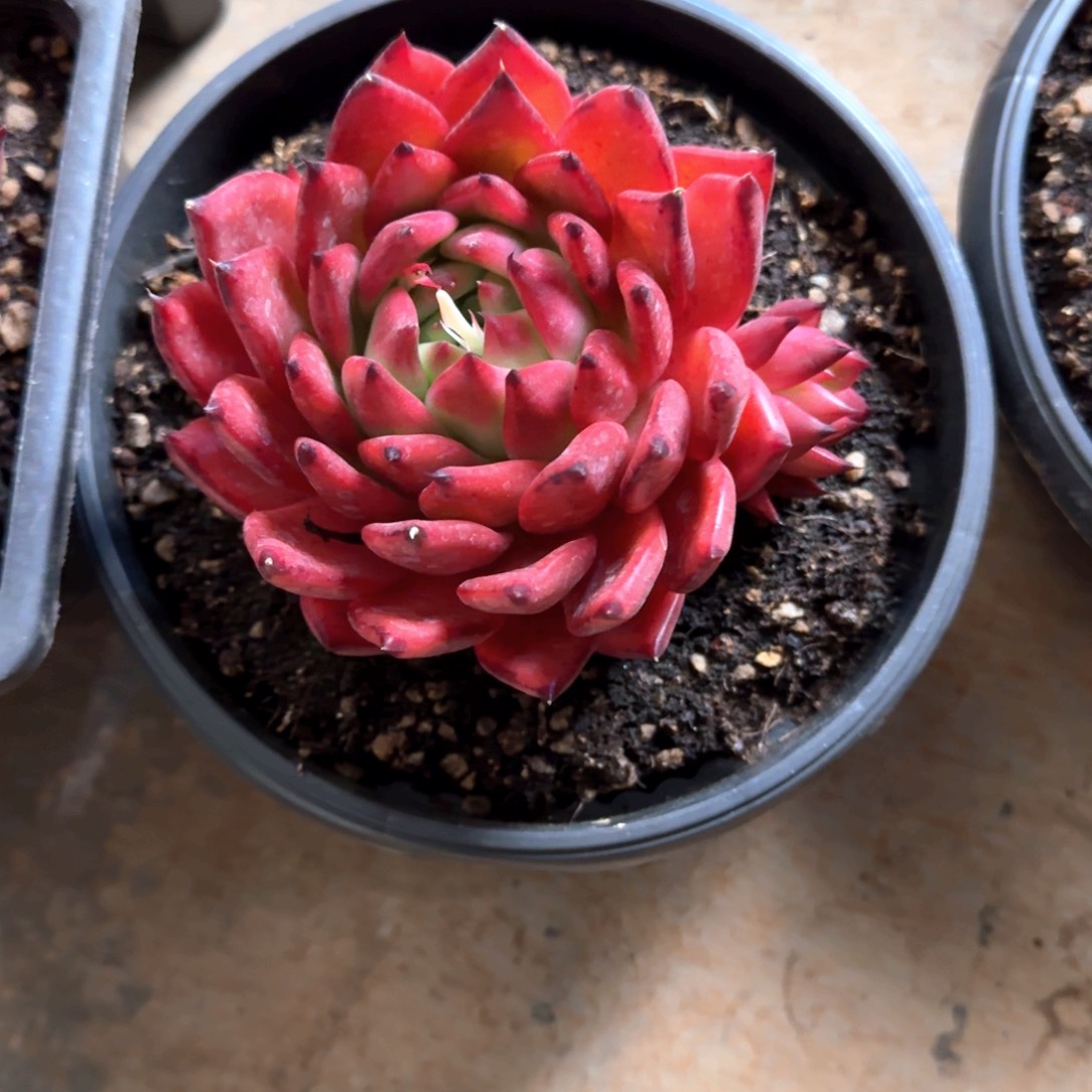 专拍链接多肉精品