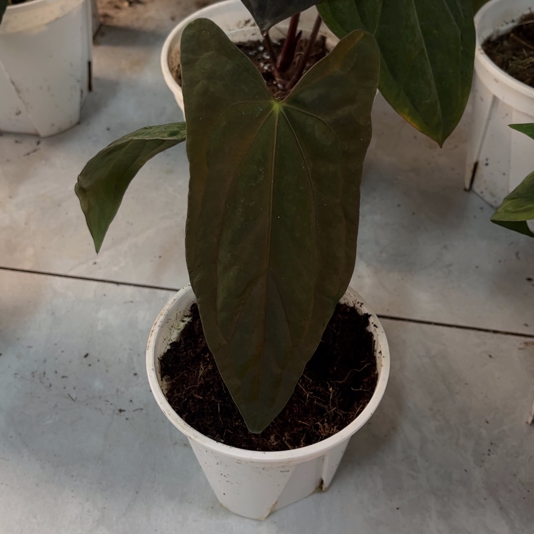 无花朵fs杂（9579）