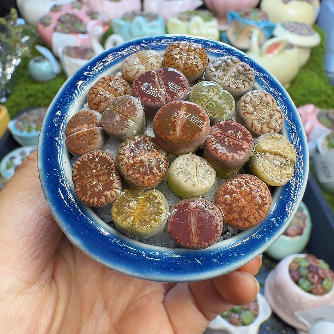 多肉植物福利冲1022