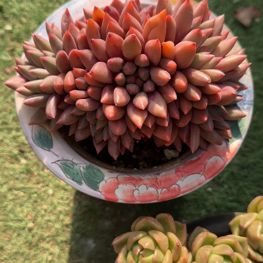 多肉植物多肉植物