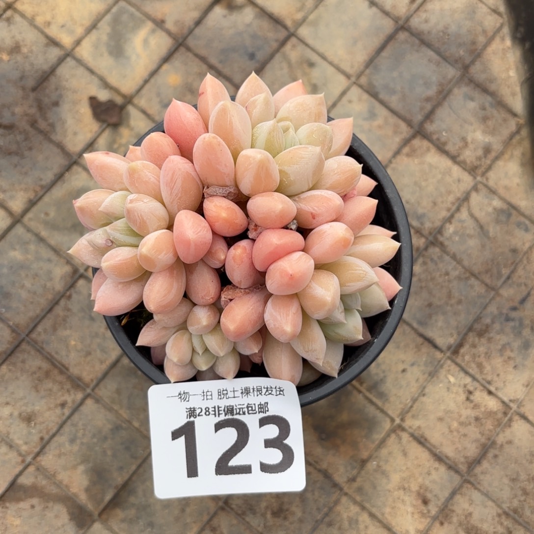 星空美人无盆土发货