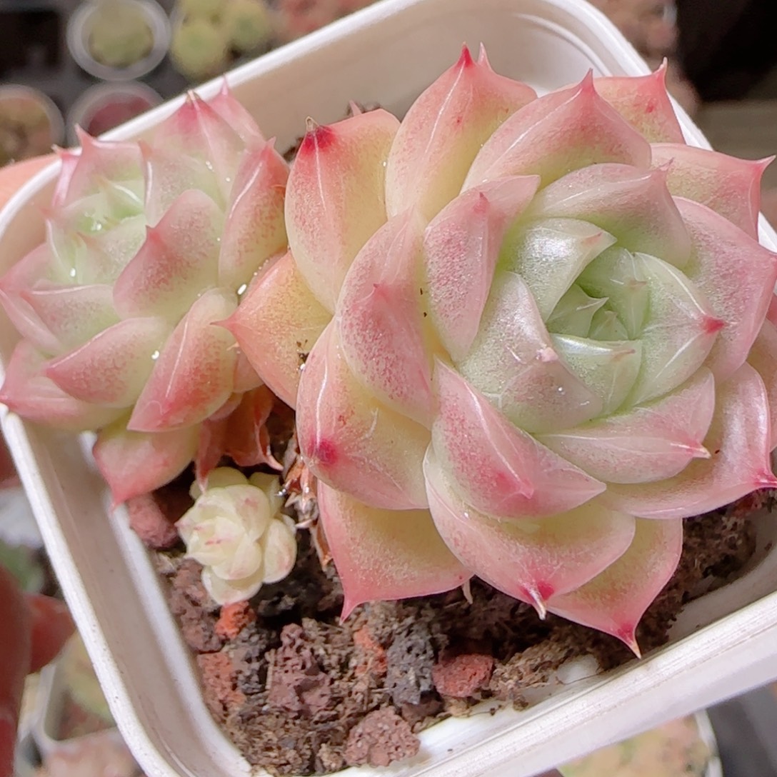 花语多肉1207-199散