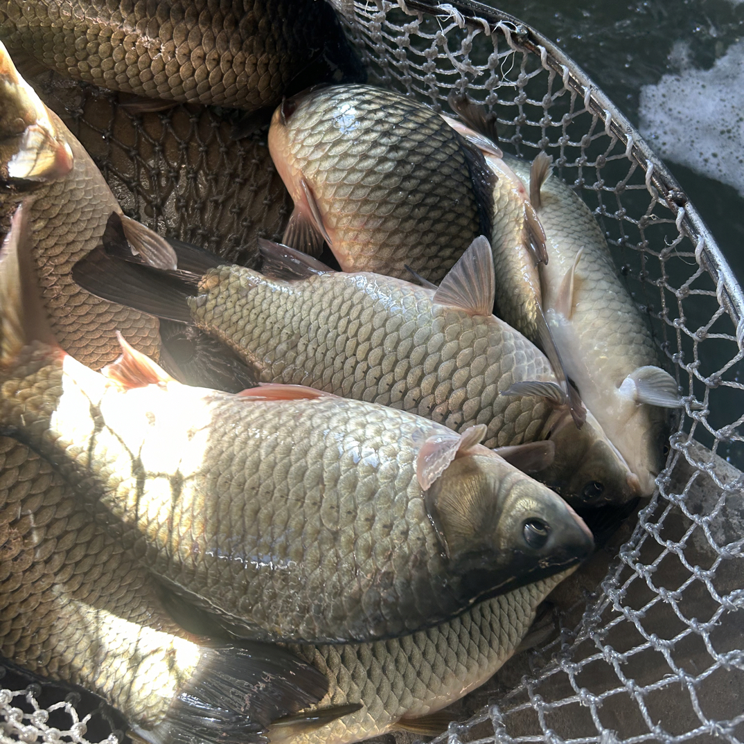 湖水黄金鲫鱼5斤包邮