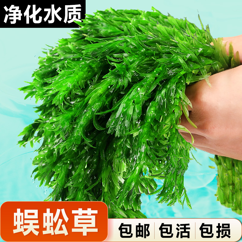 蜈蚣草水草绿菊绿羽毛鱼缸造景鱼草缸净水绿植新手养鱼绿菊后景草
