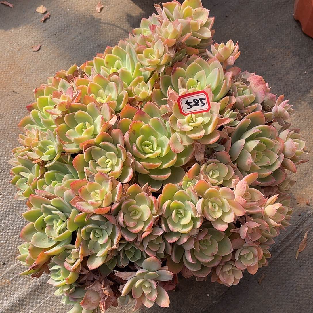 585丝绸 一物一拍多肉