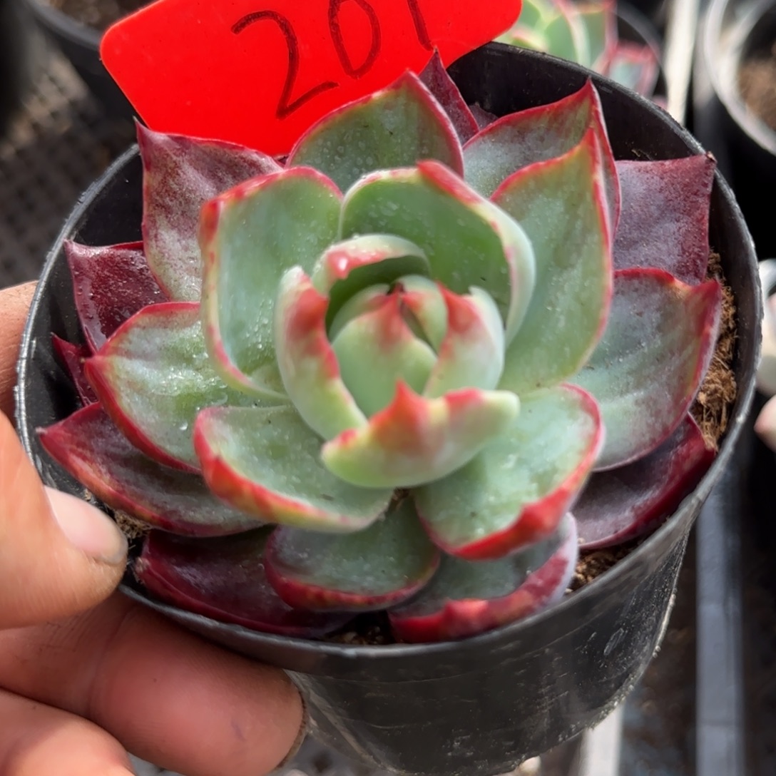 惊鸿一物一拍包装收缩花旱207