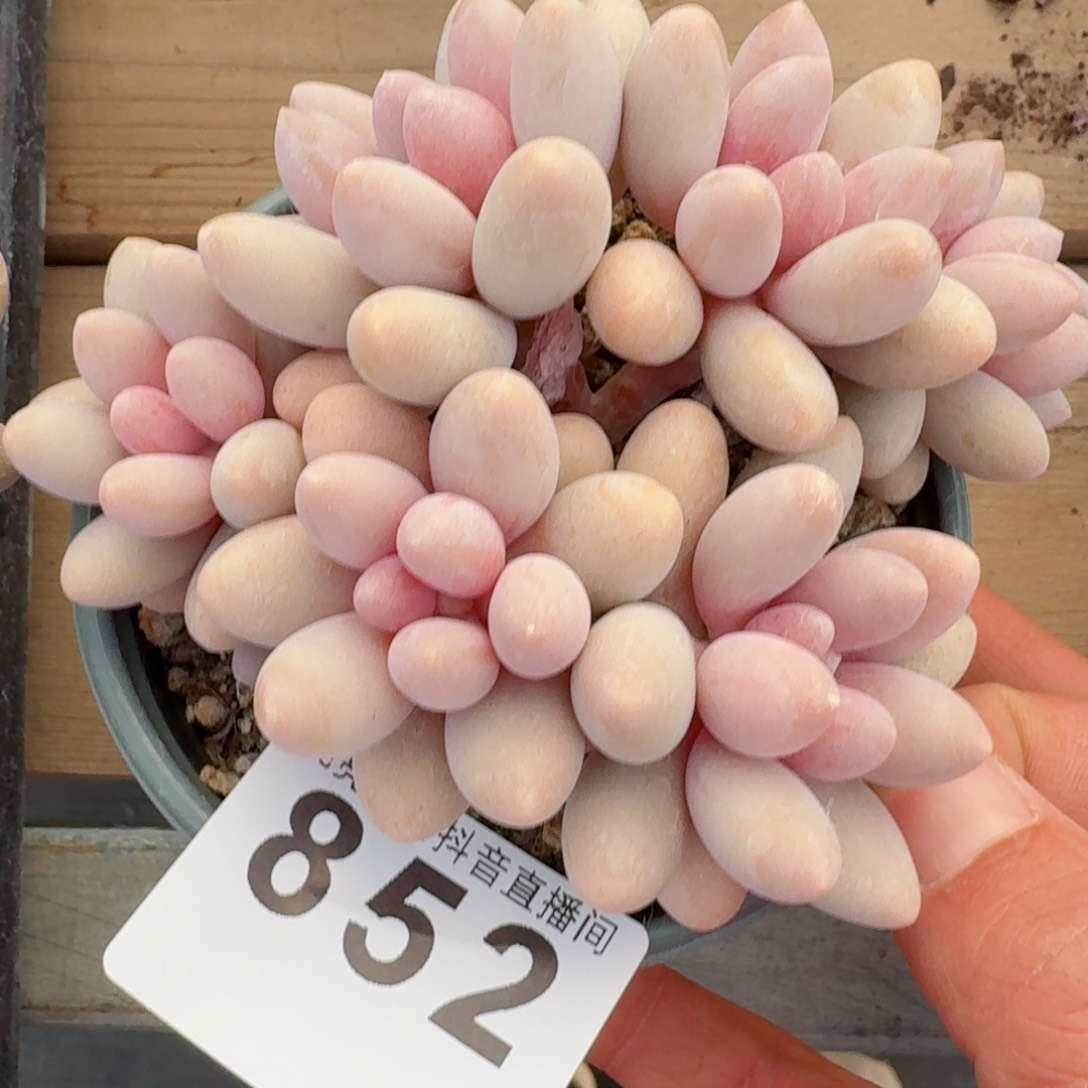 粉色恋人         精品多肉