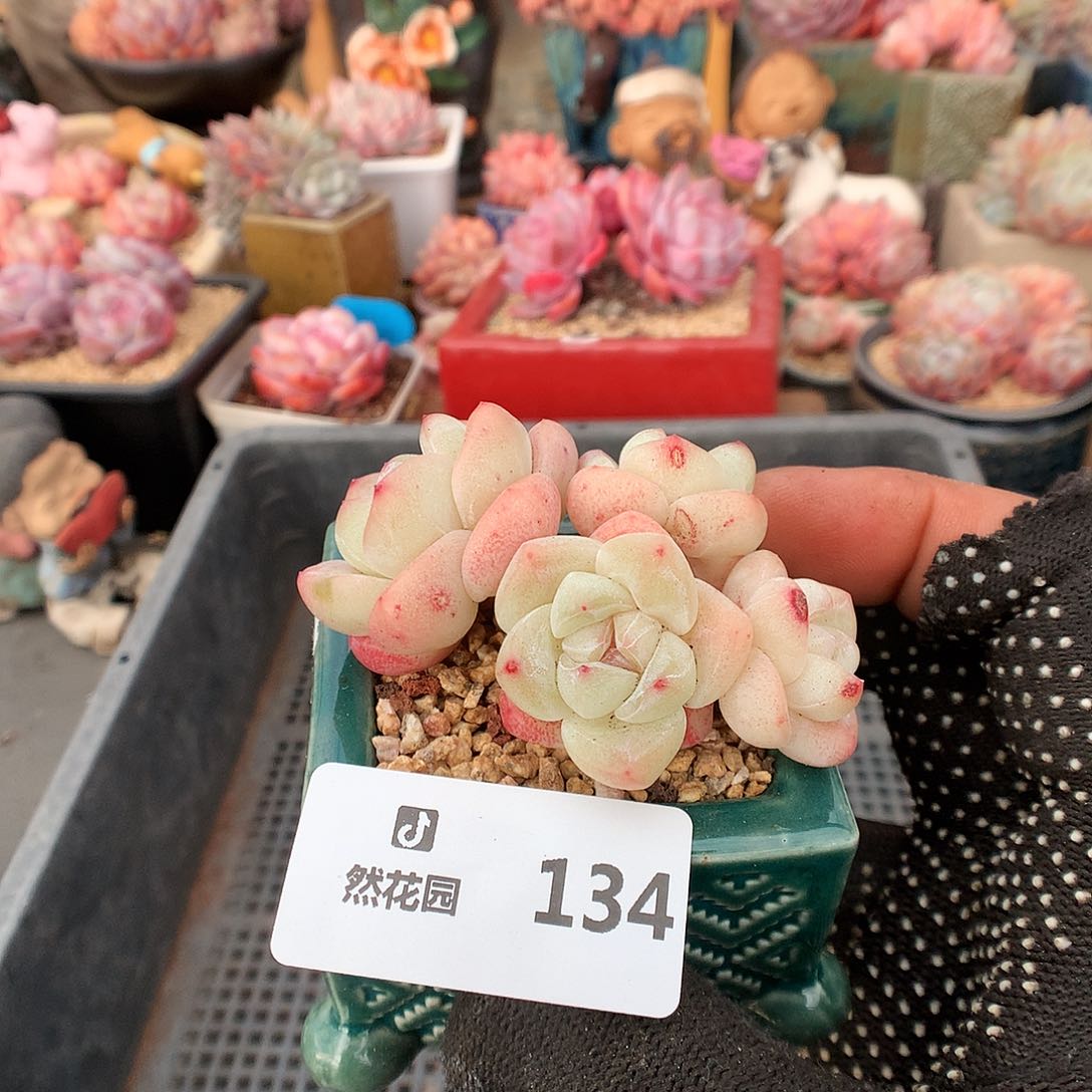 134冰玉多肉植物6666