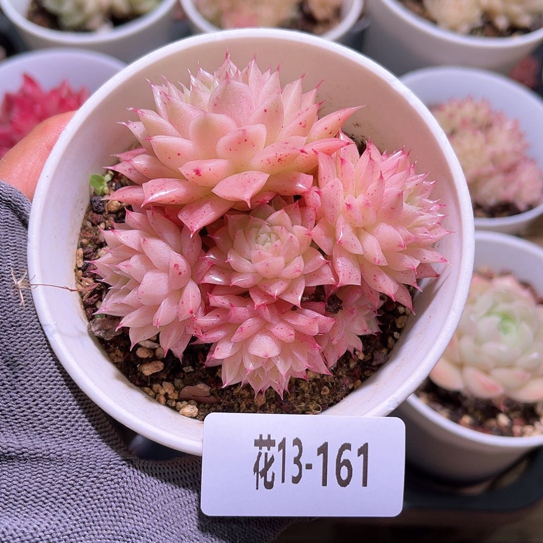 花13-161麦秆群生