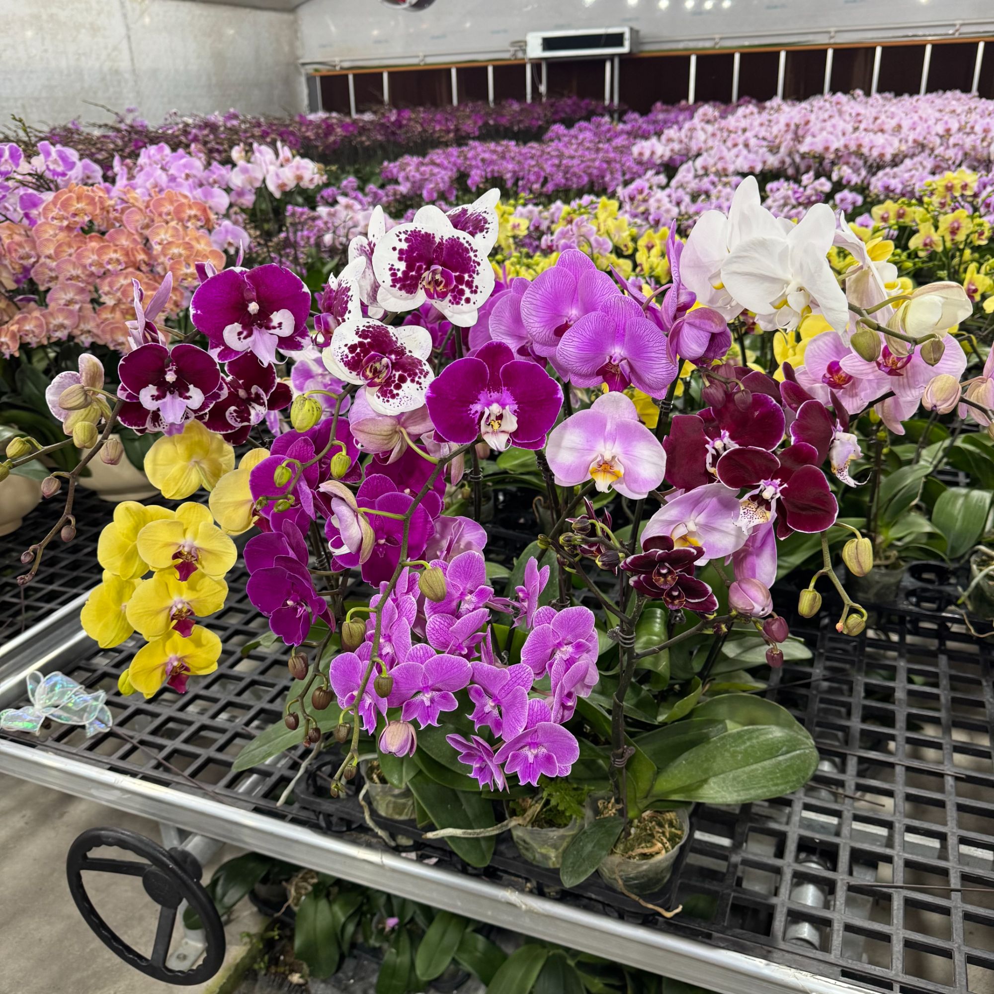 【全家福】 随机 各种蝴蝶兰基地直发 蝴蝶兰 室内花卉 微瑕