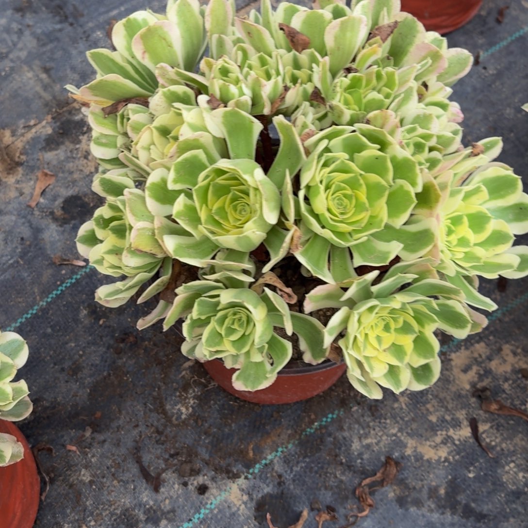 209多肉植物捧花的