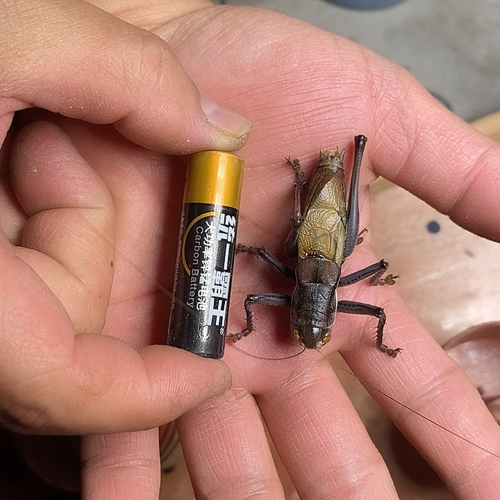 涛***天津市杨鹏聚蝈蝈蚡房一条