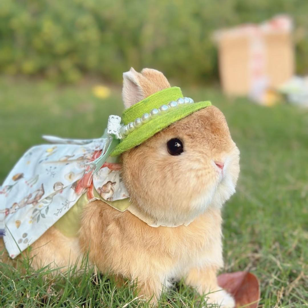 温顺迷你侏儒兔垂耳兔适合家养的宠物兔