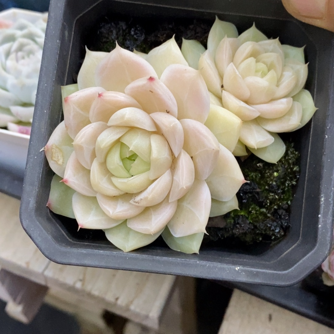 精品多肉一物一拍不包整75