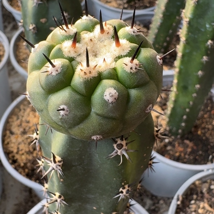 单刺黑王苗接4.2公分仙人球