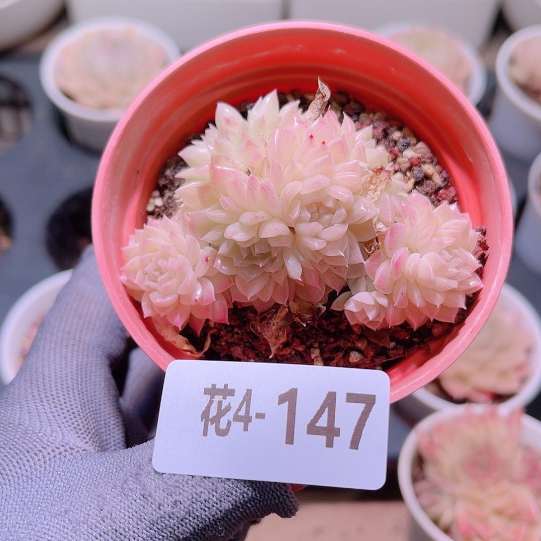 花04-147麦秆群生
