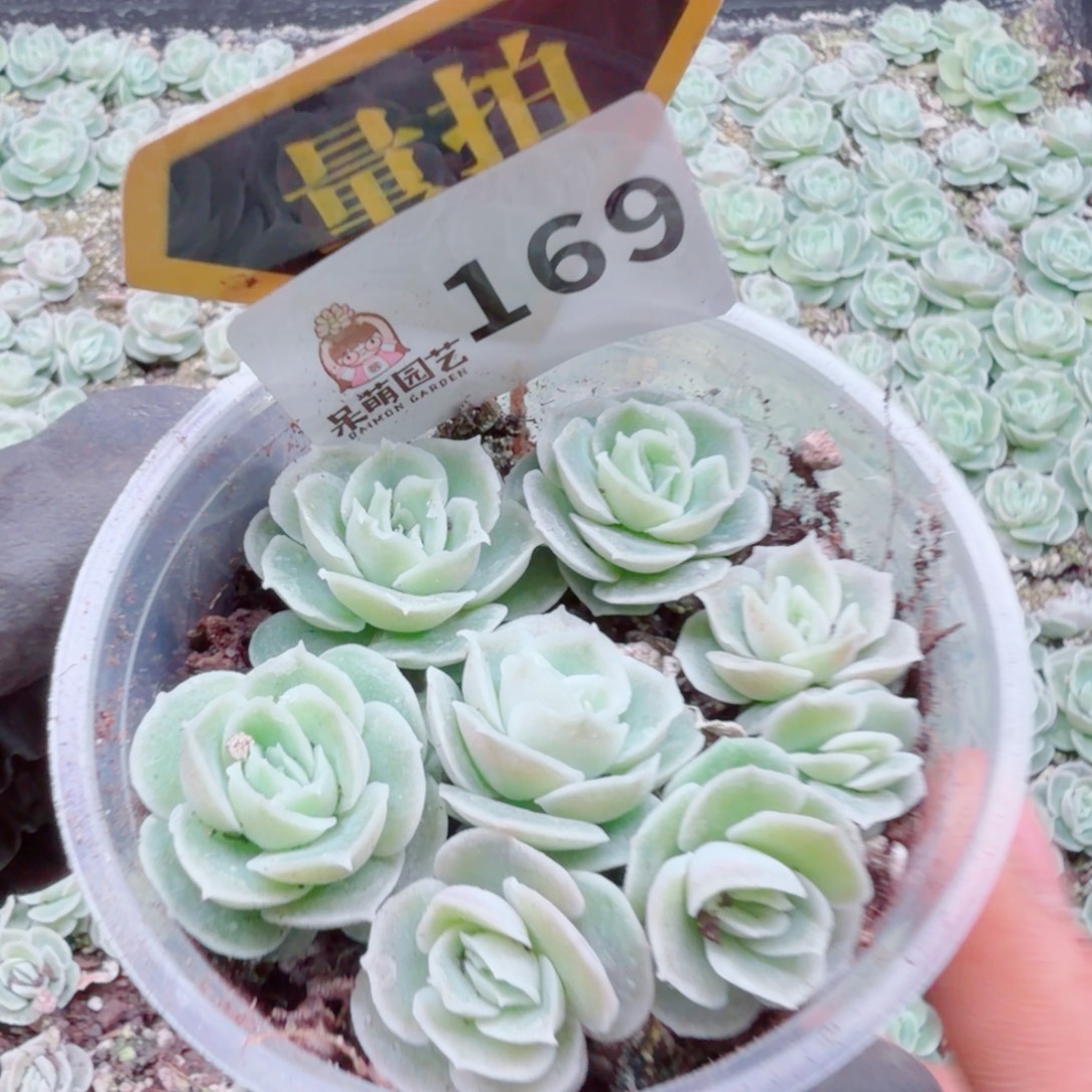 多肉植物多肉植物