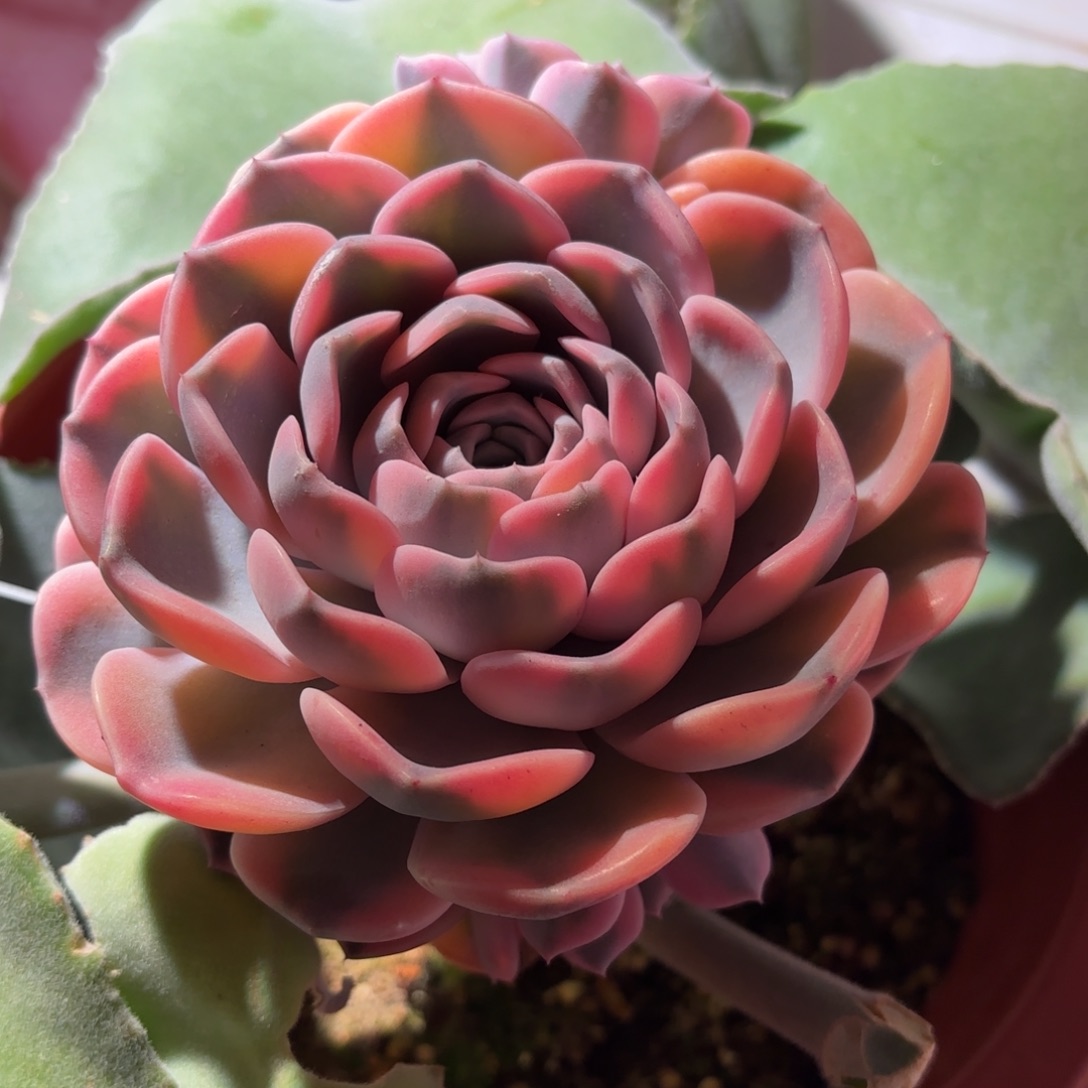 汉堡锦多肉植物盆栽花卉