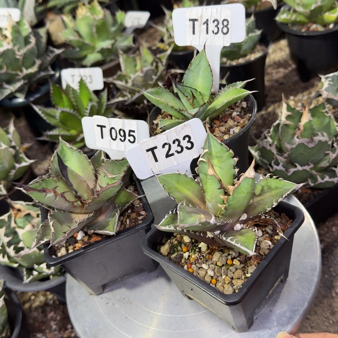 王***.福利3颗黑火熊猫红猫脱土发