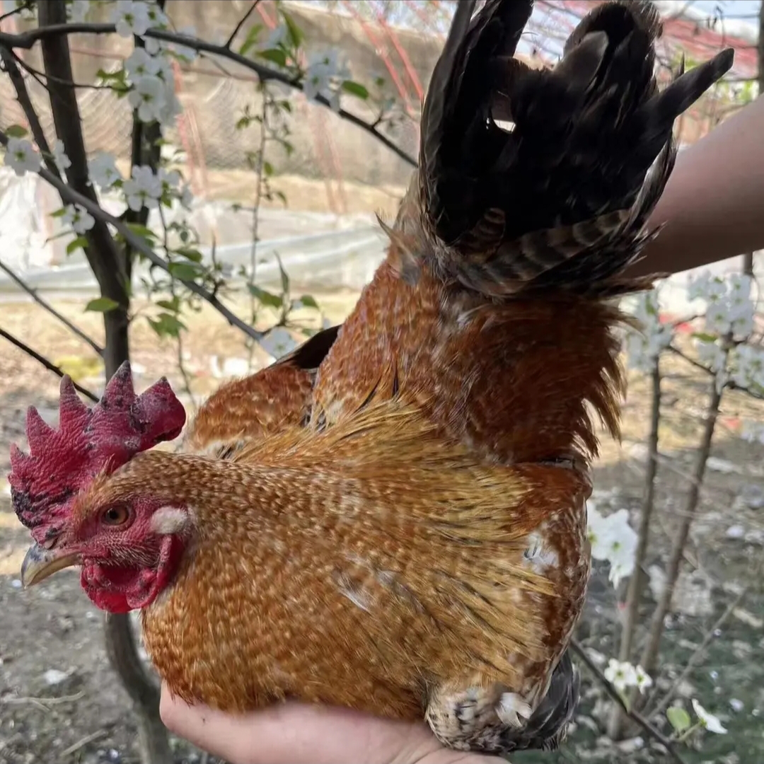 林间散养芦花鸡，金芦花鸡