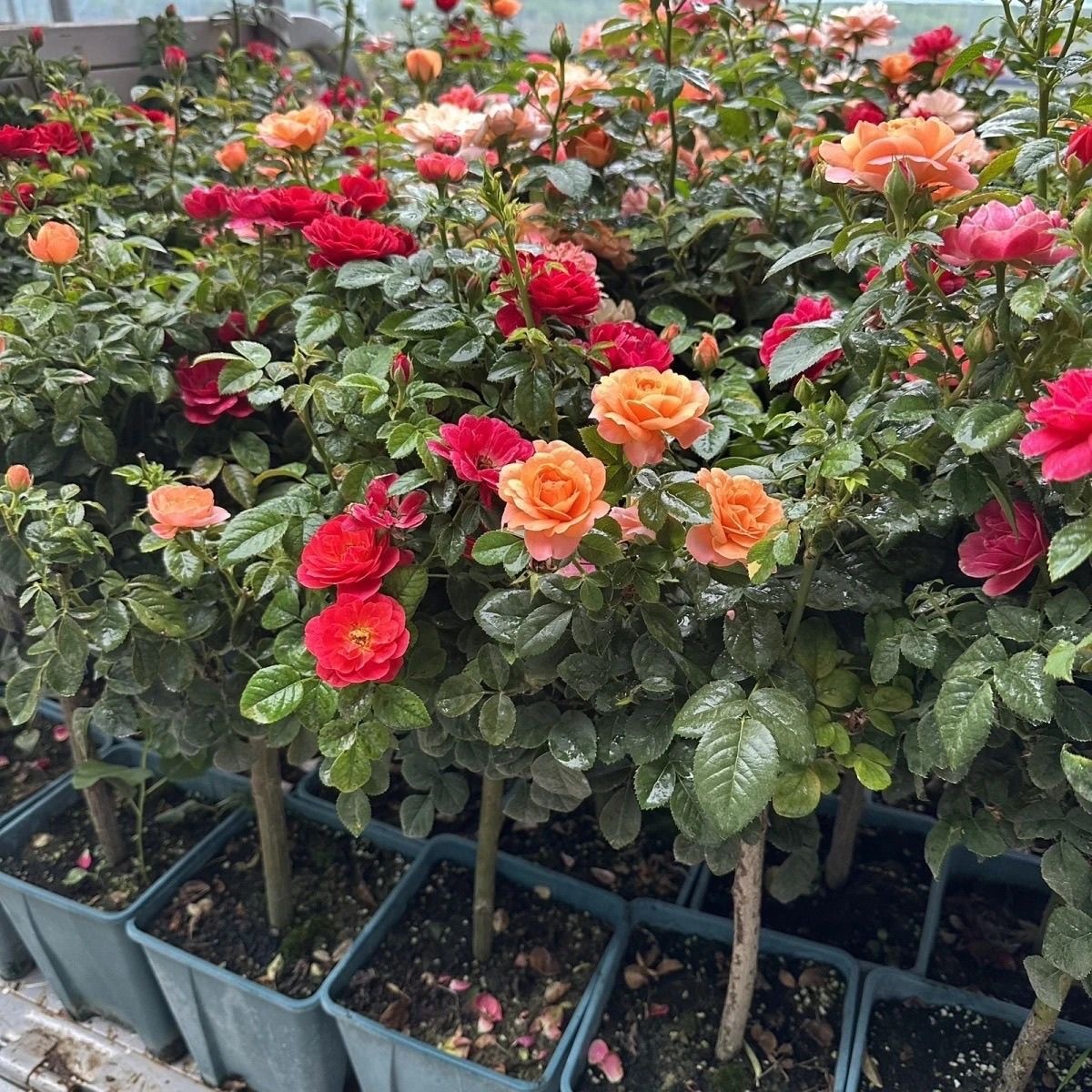 【一物一拍】庭院阳台棒棒糖树桩月季花卉
