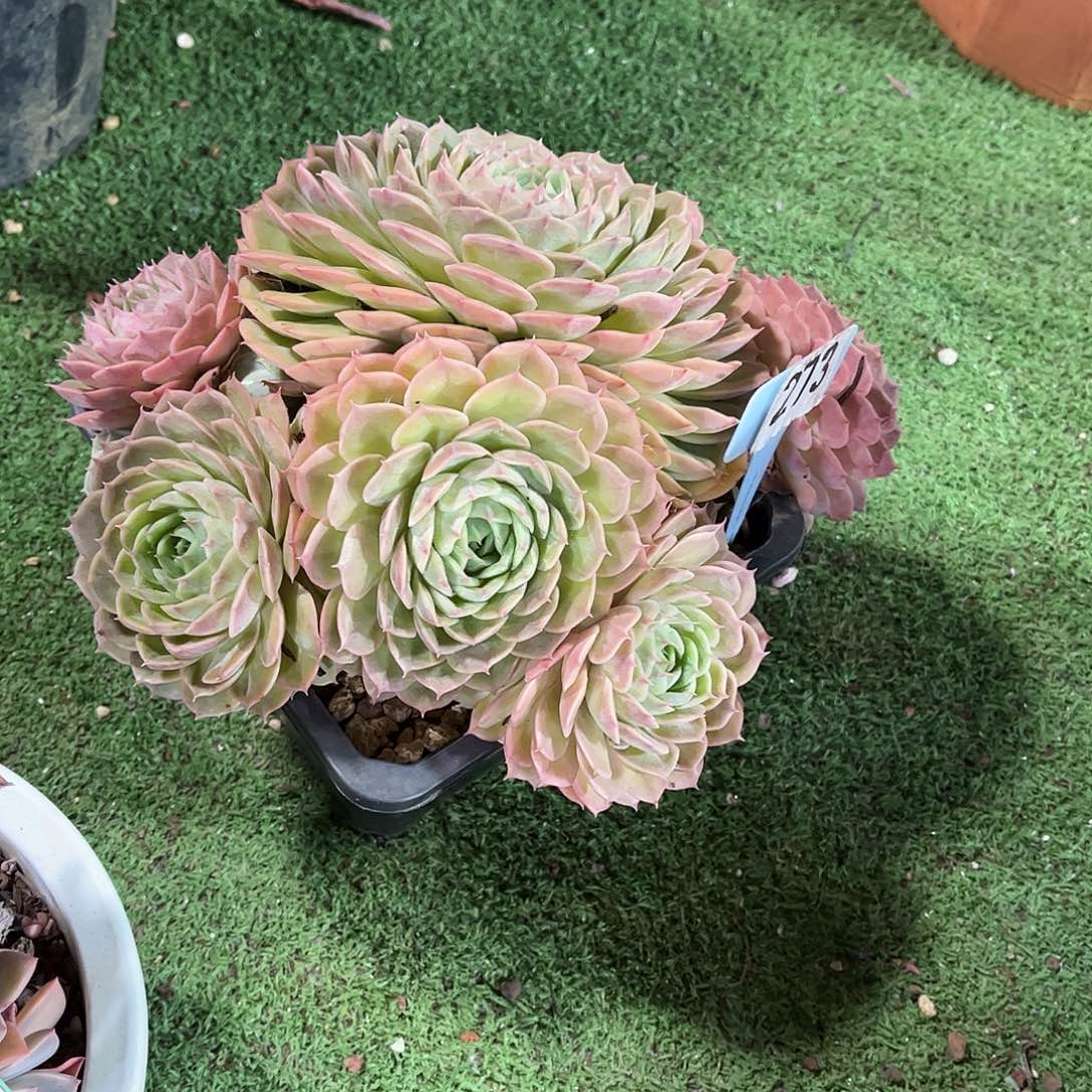 薇***咪昂斯诺多肉植物保护273