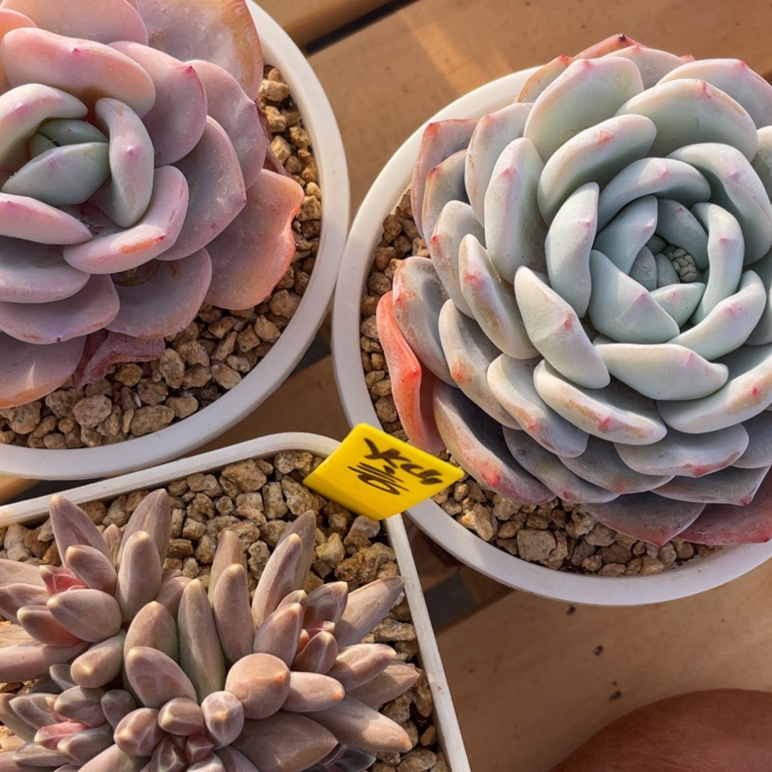 灿*姐姐真的要笑疯