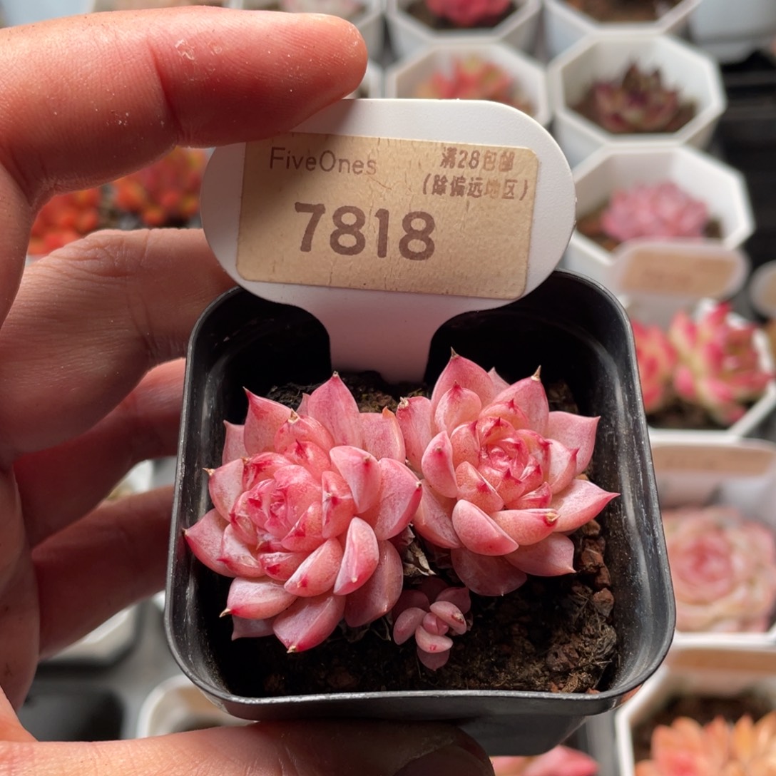 天鹅绒7818-5.5厘米