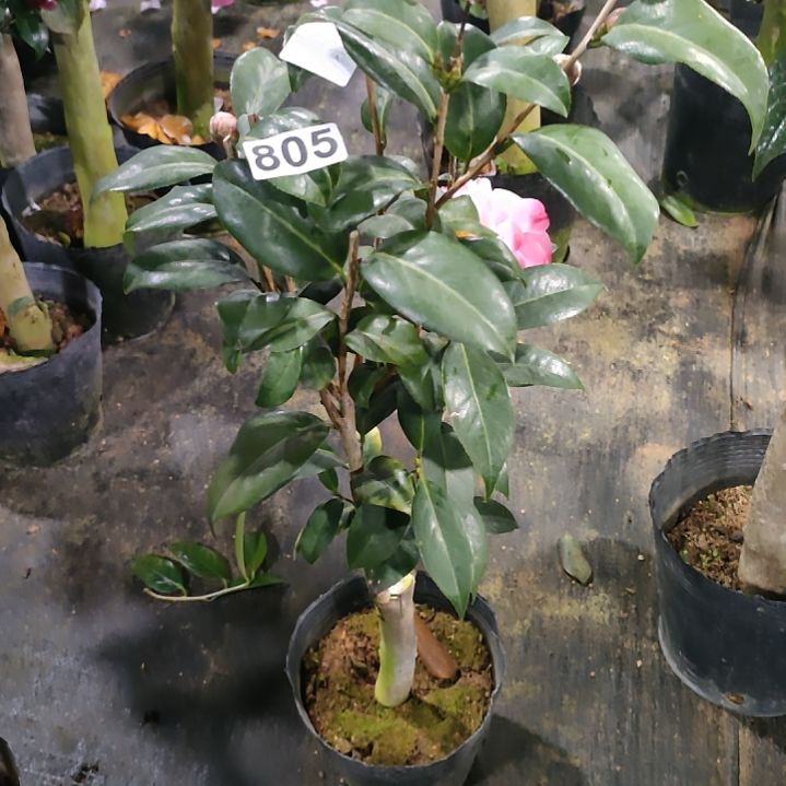 805都德，迷茫的春天，原盆原土发货