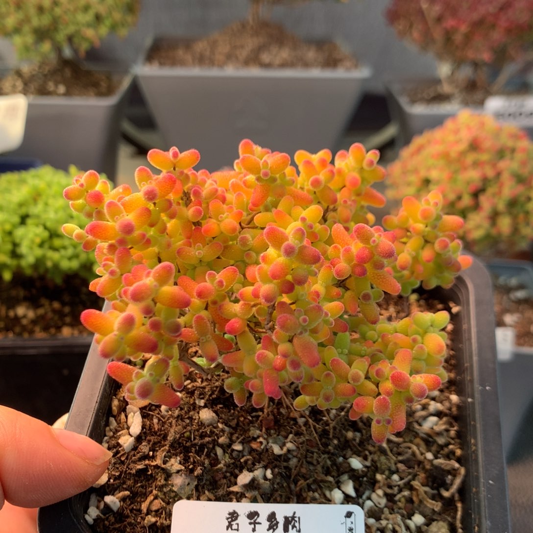 124橘子糖                