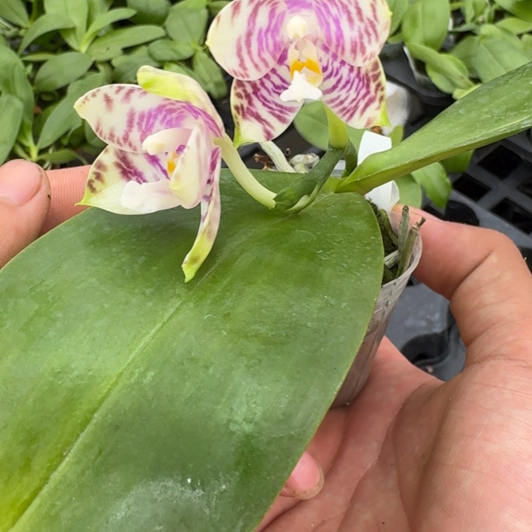 当前无花栽培后可以开花9360 瑕疵1.7 鹿虎