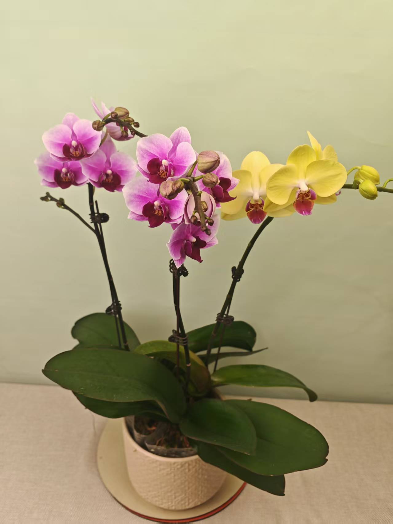 【绝代双骄+菠萝】盆栽大苗带花剑花苞四季开花室内花卉好养活