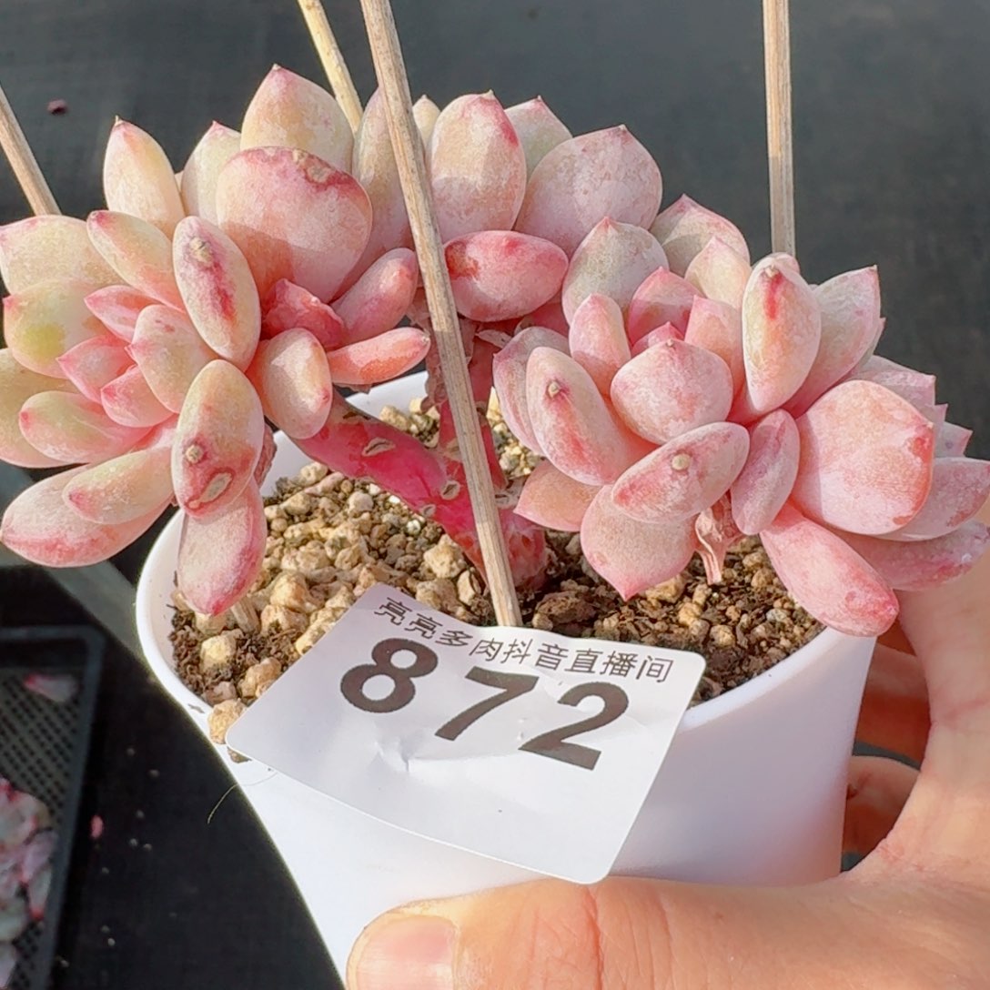 星影树桩         精品多肉