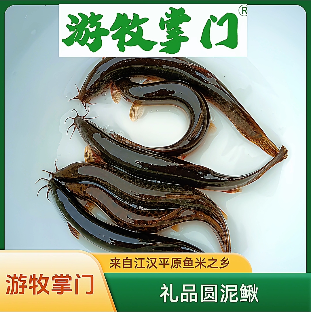 游牧掌门江汉平原鱼米之乡圆土泥鳅 鲜活发货 包活包邮