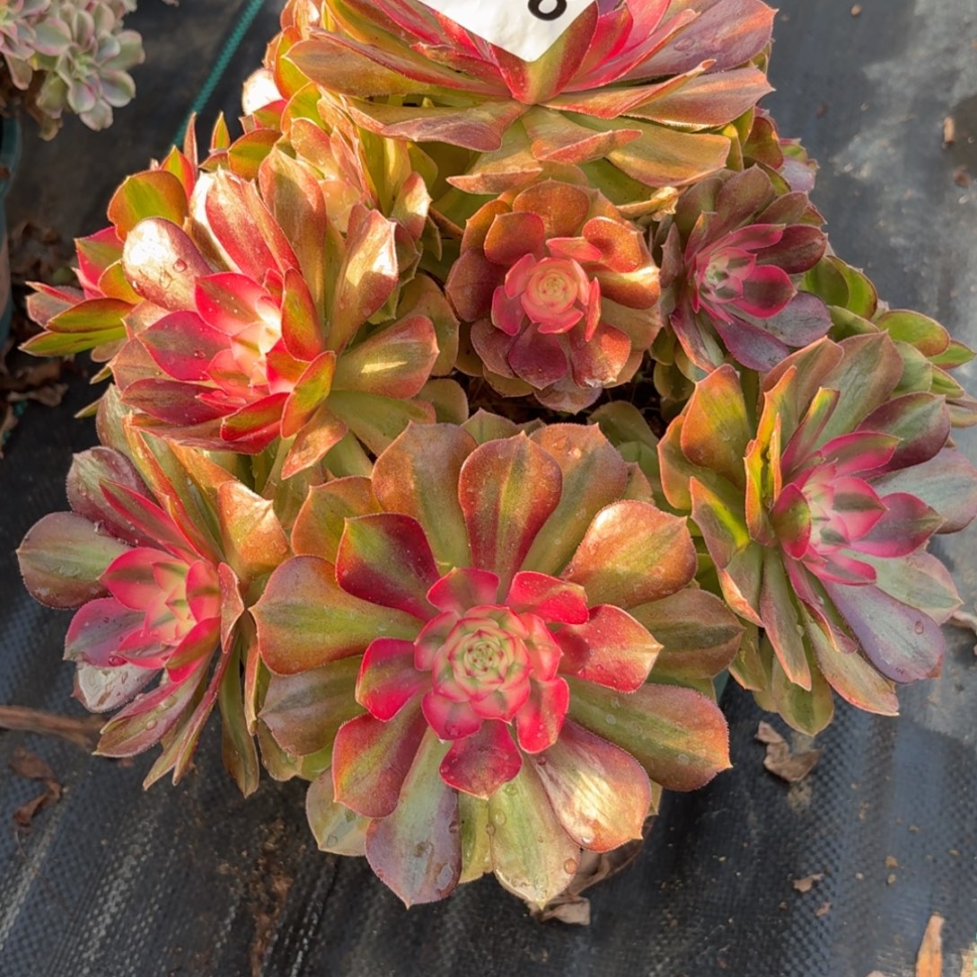 698大荔枝多肉植物福利