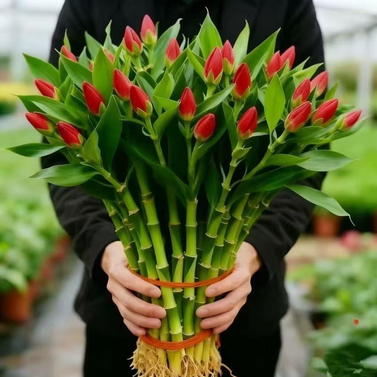 四季招财旺宅水培幸运竹富贵竹水竹客厅室内办公盆栽绿植除甲醛