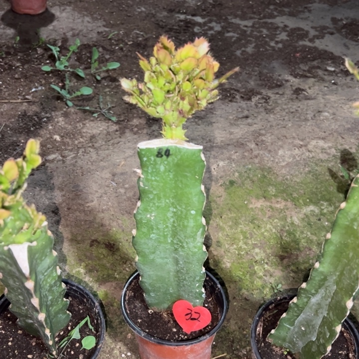 洋***梅当前无花栽培后可以开花084  32