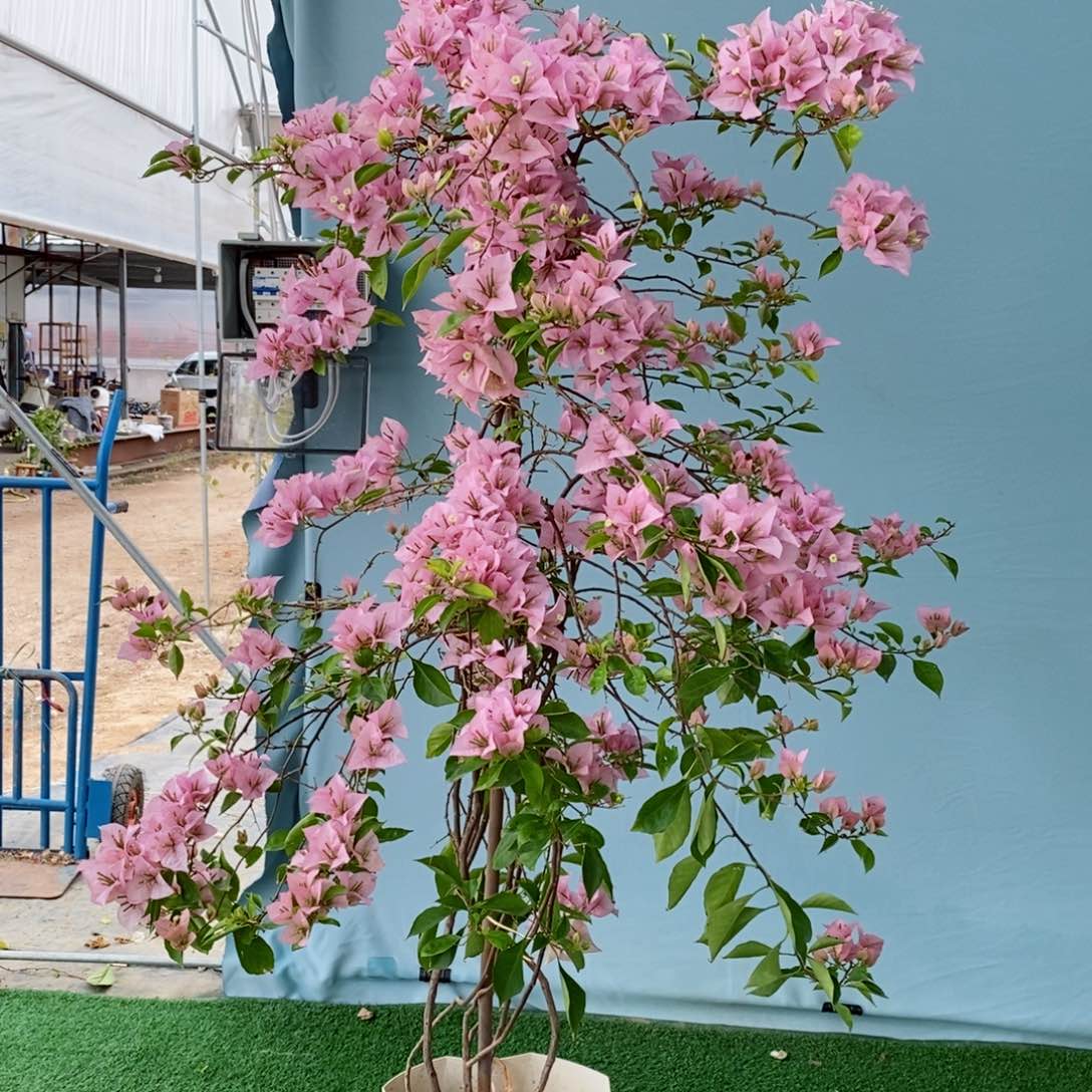 【闪购商品】花卉9519粉天使木架寄养运费