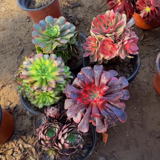 法师5棵组合19.8多肉植物