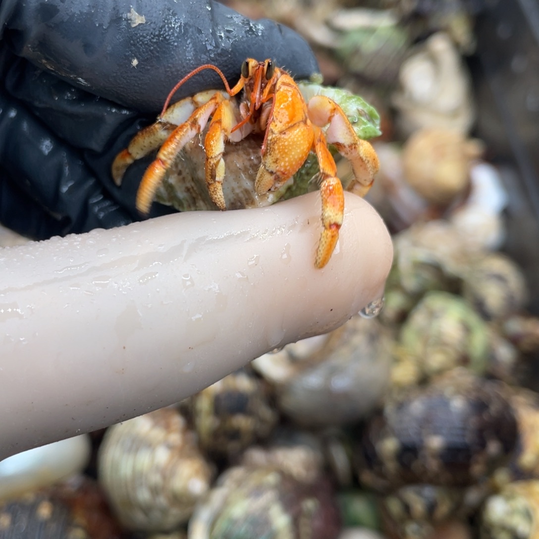 横卡1.4黄金里拉hhhjjjjjj