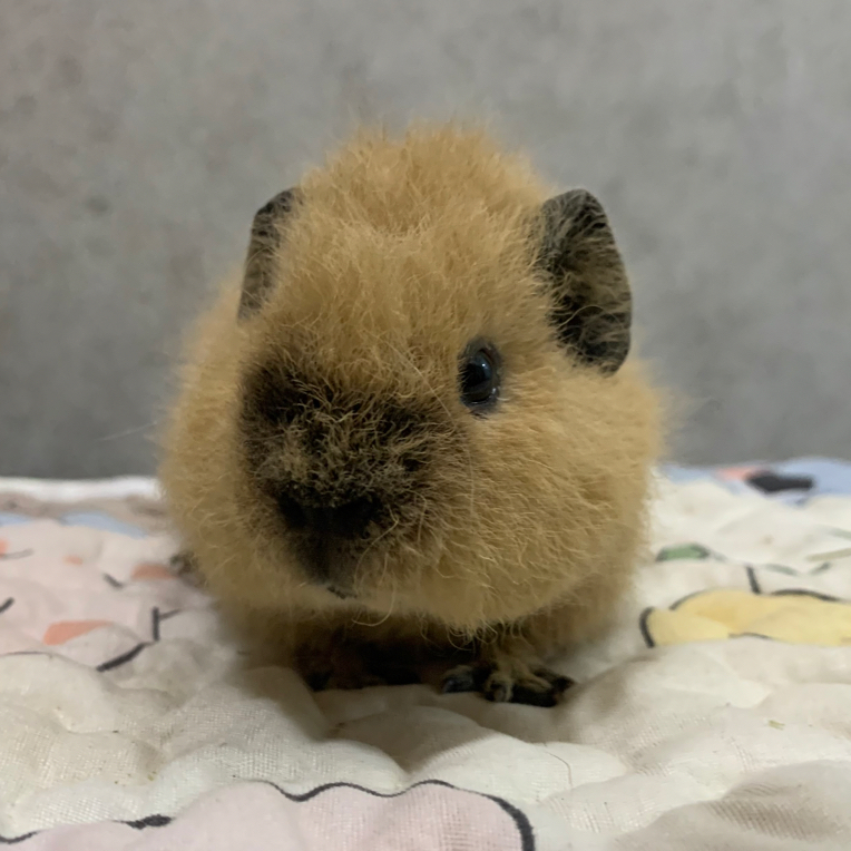 奶黄泰迦弟弟 荷兰猪 豚鼠(赠送新手大礼包)