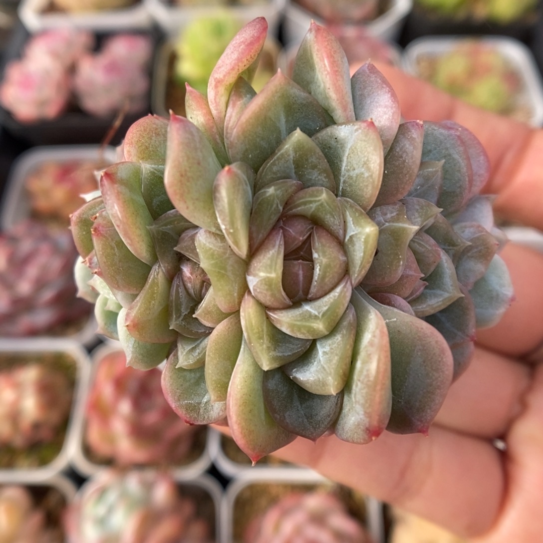 x103钻心珍妮朵朵可拍